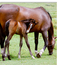 horse farm insurance