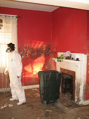 how to prevent mold growth