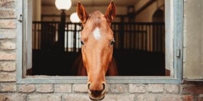 best equine mortality insurance NH