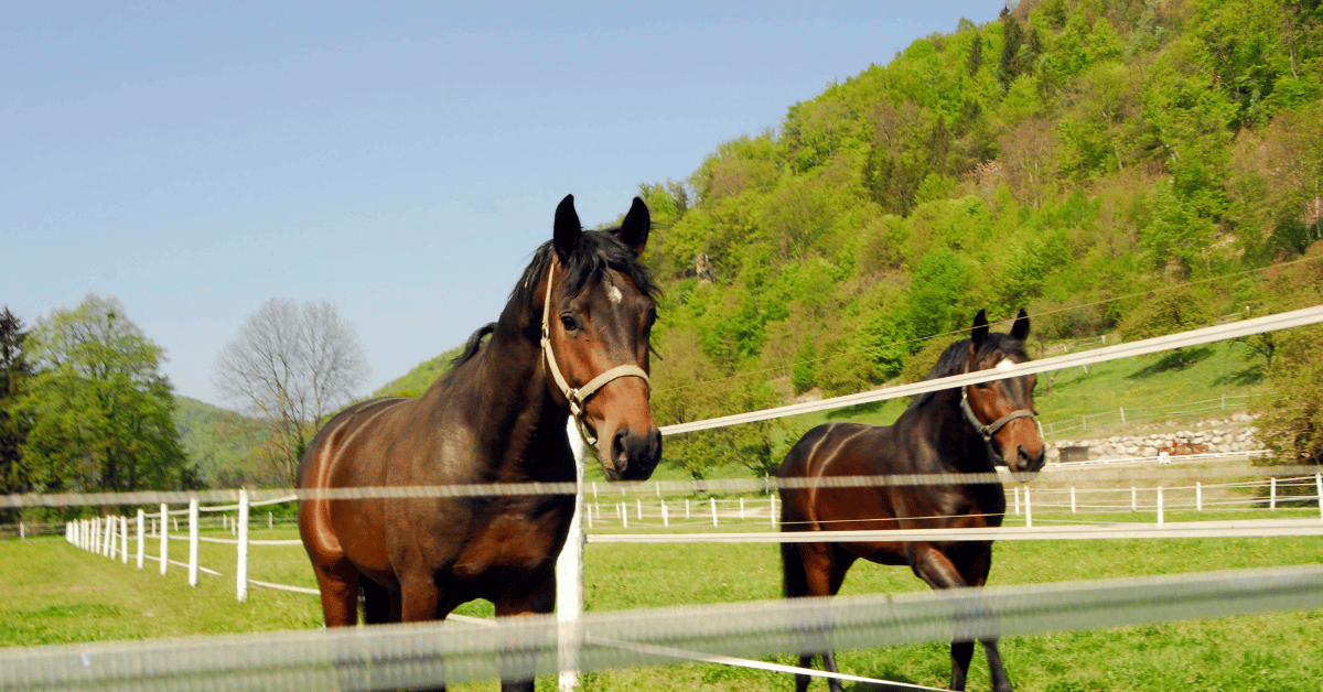 horse ranch insurance NH